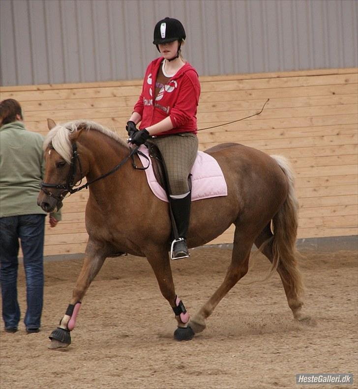 Haflinger Bosse *EUR* - Hun var så sød den dag. Den dag glemmer jeg aldrig :) Sommer 10 Foto: Sandra billede 10