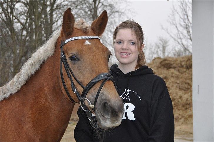 Haflinger Bosse *EUR* - Jeg kan ikke stoppe med at elske dig på en dag. Forår 11 Foto: Stine S. billede 11
