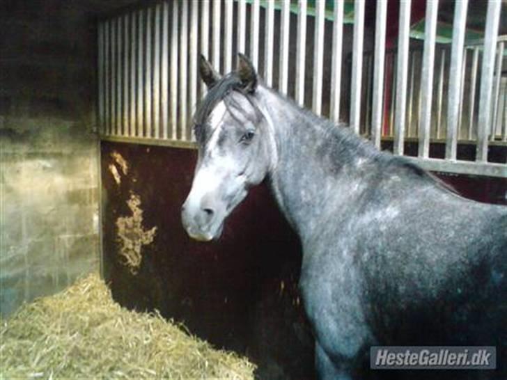 Sportsaraber (A) nefertitte |  - 2007 billede 6