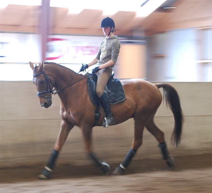 Dansk Varmblod Ellegaard's Chassé - Træning 14-06-09 Fotograf: Sandra :D billede 11