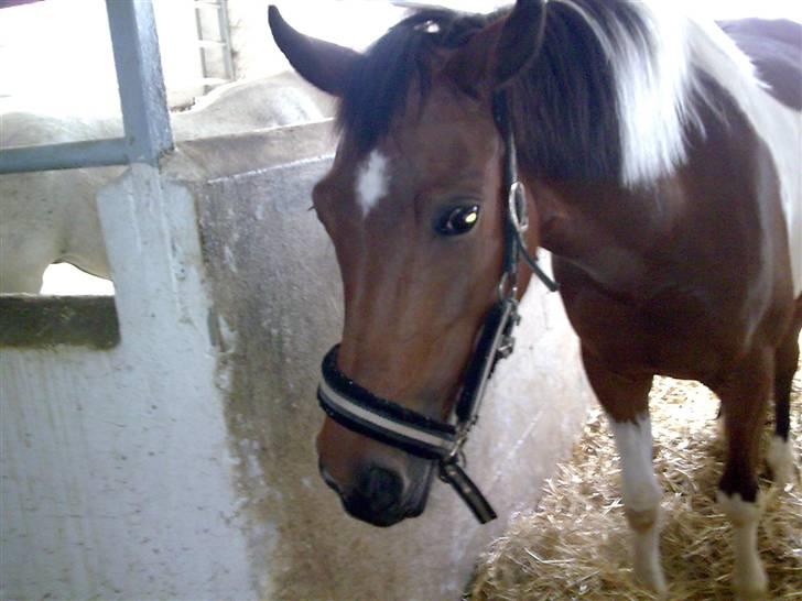 Pinto kærgårds couler lady SAVN - 14.siste sommer. 2009 billede 14