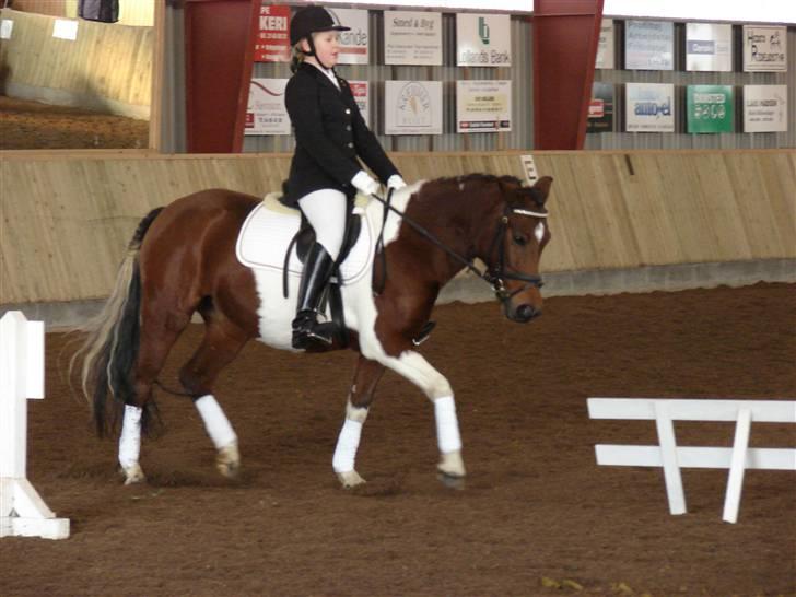 Pinto kærgårds couler lady SAVN - 15.mig om lad til stævne på nor 2009 billede 15