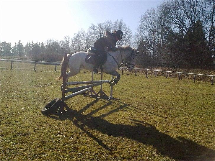 Hollandsk Sportspony Tiger - My soulmate<3 (Snoopy) - Fordi vi kan! ;) billede 12