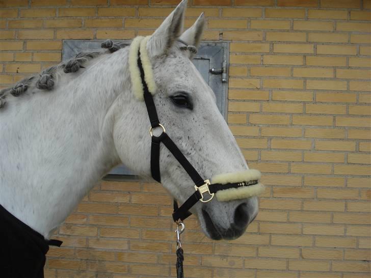 Anden særlig race Fleur - 14-12-08 Med rosenknopper (; Foto: Mig billede 20