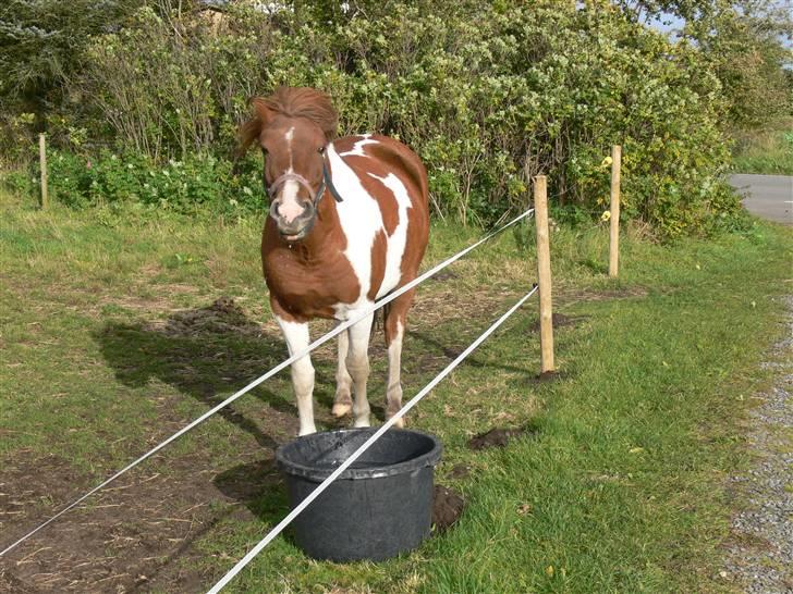 Anden særlig race Shela billede 1