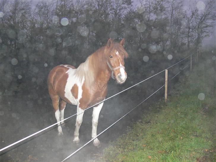 Anden særlig race Shela billede 2