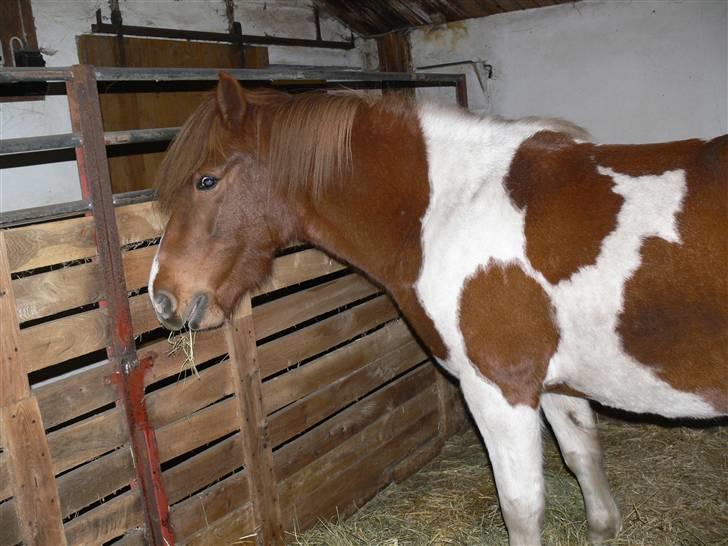 Anden særlig race Shela billede 3