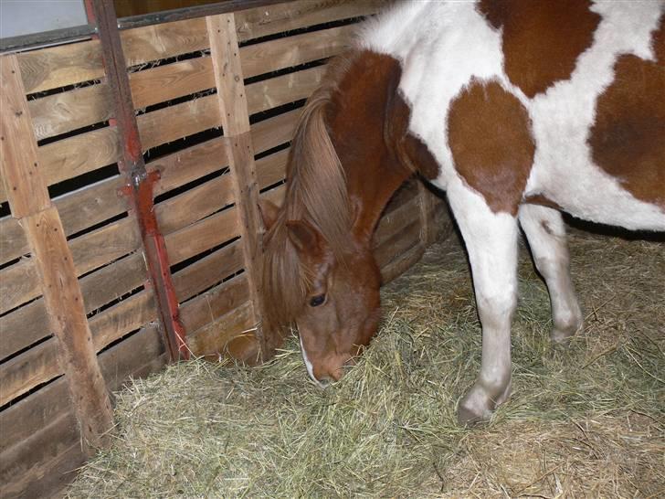 Anden særlig race Shela billede 4