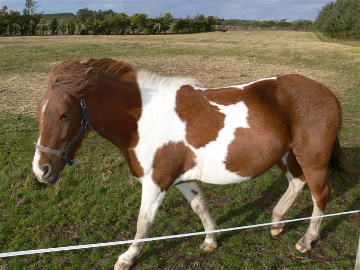Anden særlig race Shela billede 5