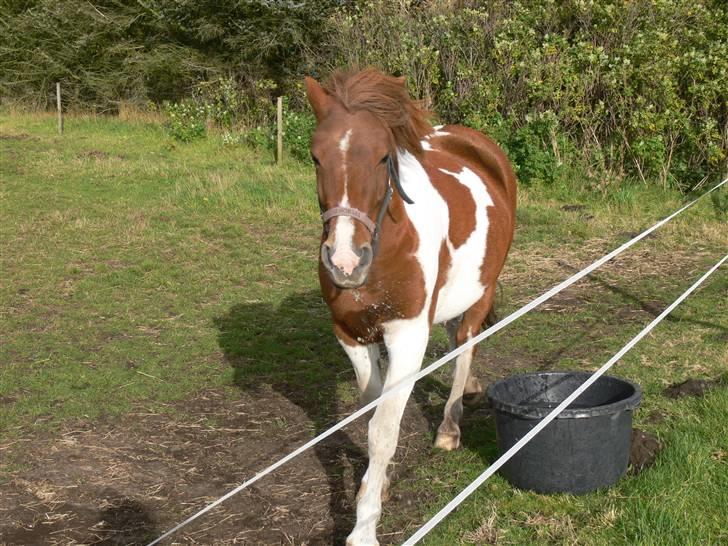 Anden særlig race Shela billede 6