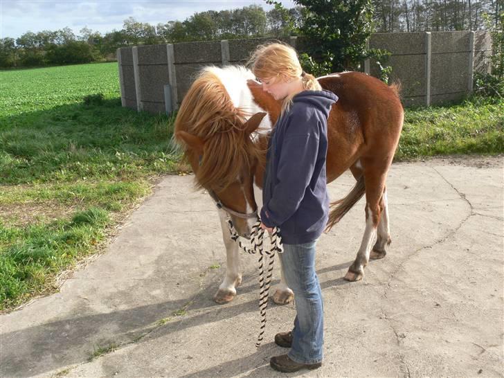 Anden særlig race Shela billede 8