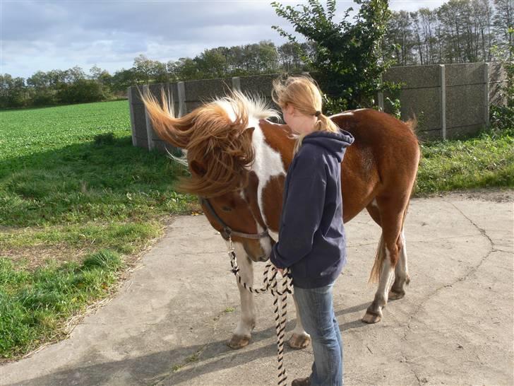 Anden særlig race Shela billede 9