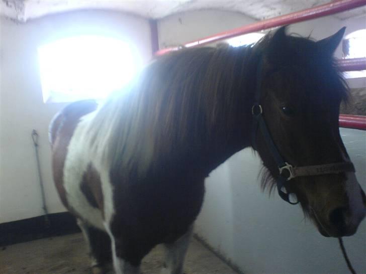 Anden særlig race Shela billede 10