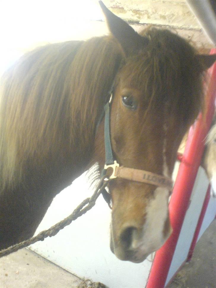 Anden særlig race Shela billede 11