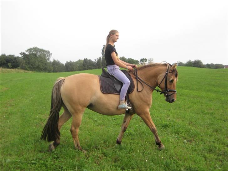 Oldenborg /Fjordhest - Vejlbygård's Yasmin-solgt- - 10 aug. 09 Hygge dressur på marken... billede 15