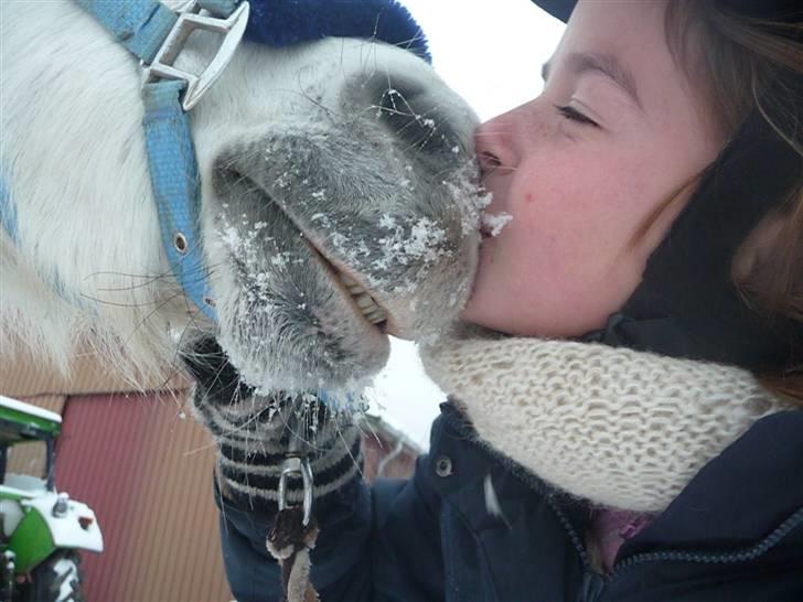 Welsh Mountain (sec A) Rosengårdens Jasmin - Kyssetrold!:o) billede 2