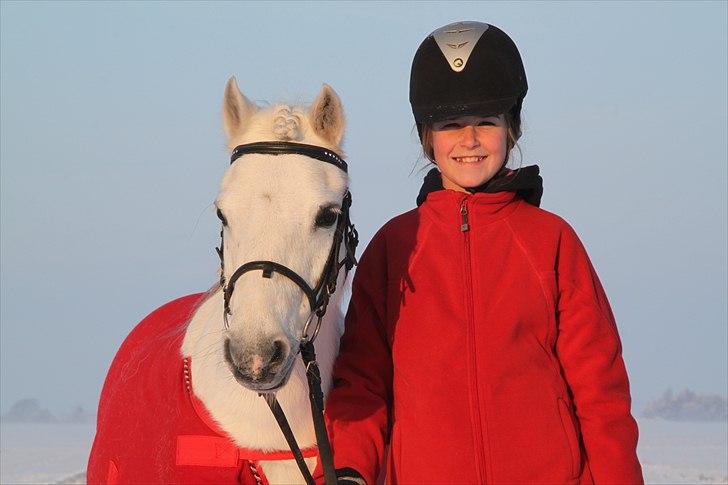 Welsh Mountain (sec A) Rosengårdens Jasmin - Jamin i en solskins snevejrsdag billede 3