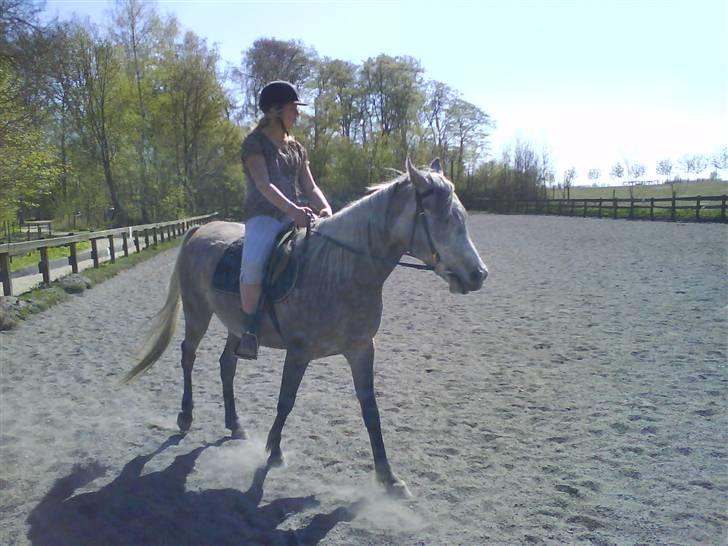 Arabisk fuldblod (OX) TU Impulsiv (Kalif) - //billede taget af Katrine P billede 16