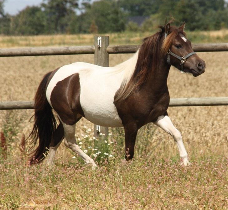 Pinto Charmeurs Safira / Saphira - D. 3. August 2010 billede 1