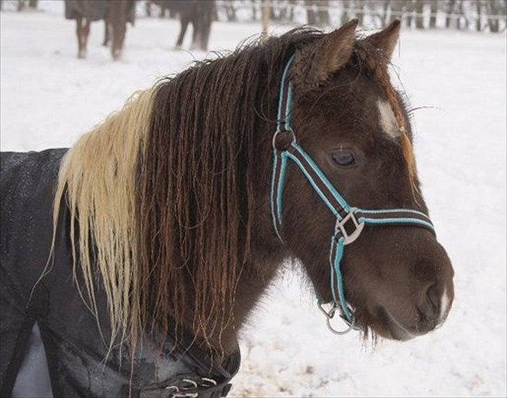 Pinto Charmeurs Safira / Saphira - kamillas billed  :) billede 2