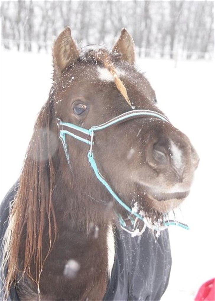 Pinto Charmeurs Safira / Saphira - kamillas billed  :) billede 3