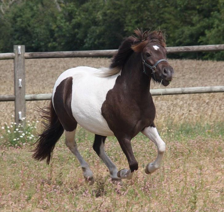 Pinto Charmeurs Safira / Saphira - D. 3. August 2010 billede 4