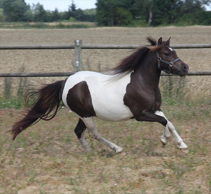 Pinto Charmeurs Safira / Saphira - D. 3. August 2010 billede 6