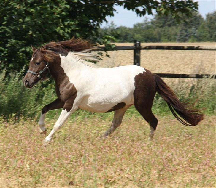 Pinto Charmeurs Safira / Saphira - D. 3. August 2010 billede 8