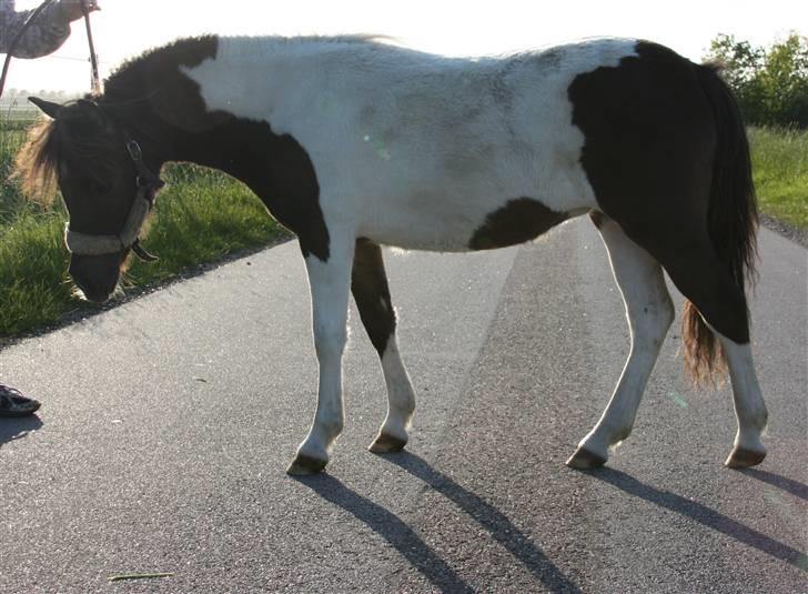 Pinto Charmeurs Safira / Saphira - Lige et dårlig opstillings billed, hvor hun er ret beskidt :) men hun er bare så smuk :) billede 9