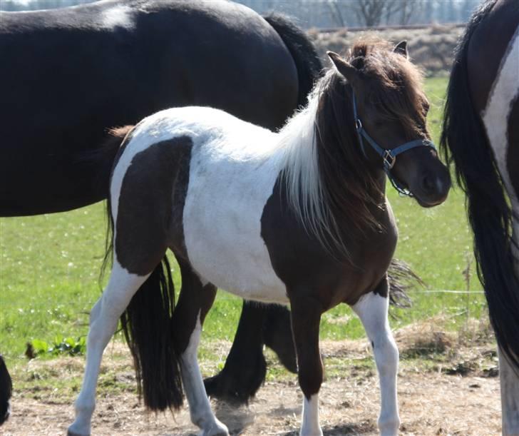 Pinto Charmeurs Safira / Saphira - lidt mere opstilling af en yderst beskidt pony :-| billede 10