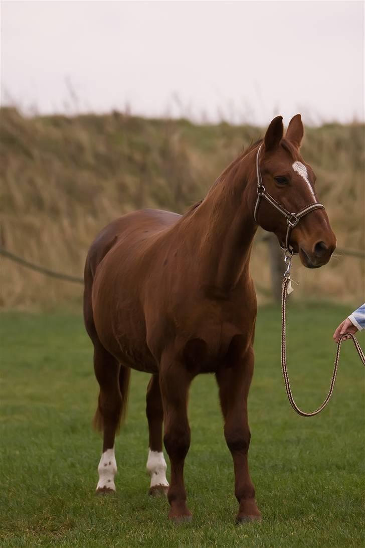 Anden særlig race Freja billede 11