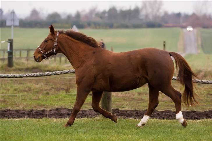 Anden særlig race Freja billede 13
