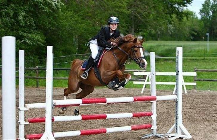 Hollandsk Sportspony MANPOWER LUDINGA - foto: Palle Thilqvist / www.ctfoto.dk billede 13