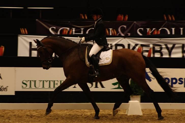 Dansk Varmblod Petersborg's De Luxe død - Championatsfinalerne ved JBK Horseshow  billede 11