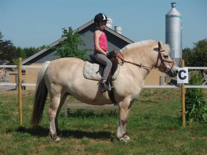 Fjordhest Iben tyler billede 4