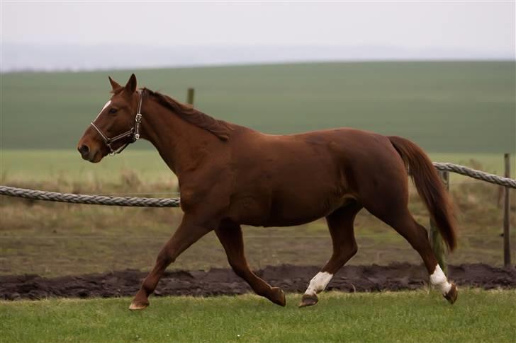 Anden særlig race Freja billede 14