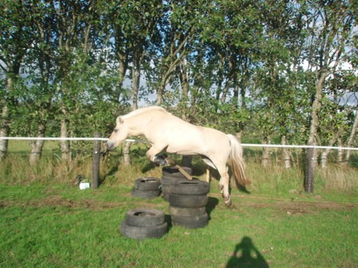 Fjordhest Iben tyler billede 6