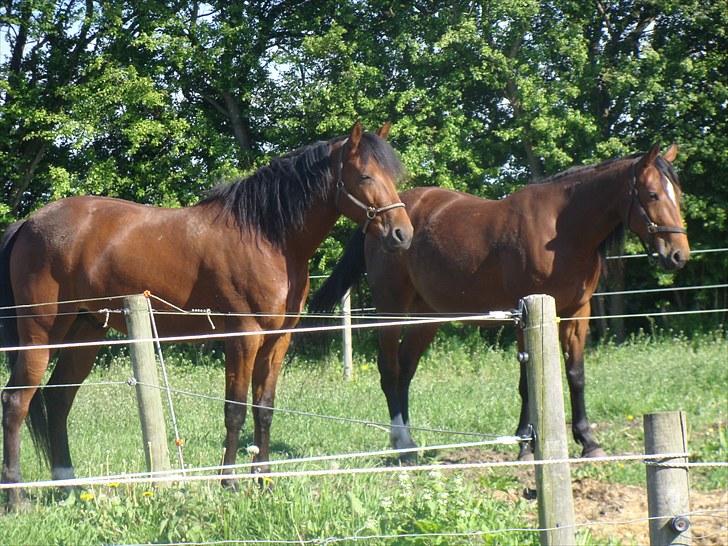 Traver Nitro Crown  - Succesen og Nitro tager sig lige en slapper i solen :´) billede 14