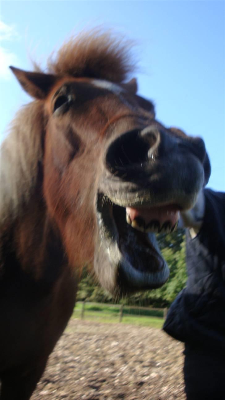 Islænder Mánadis - Nårrrrr såå sødt<33 :´9 self. er hun træt efter en lang ridetur xD billede 9