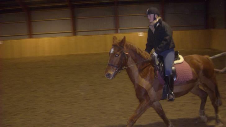 Anden særlig race Lord Castao "Dumle" billede 16