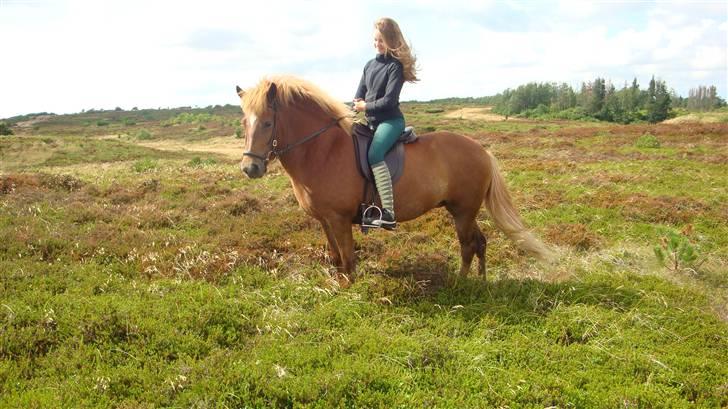 Islænder Mánadis - SÅÅ FLOT I NATUR!!! <3. . FOTOGRAF: TINA billede 10