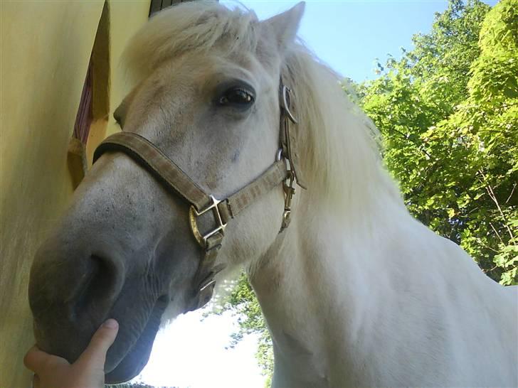 Islænder Fenja Fra Frijsbak - hehe super godt billede sad ned da jeg tog det billede 14