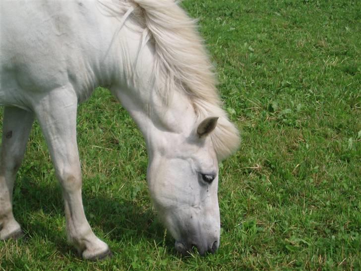 Islænder Fenja Fra Frijsbak - taget på en ridelejr i 2005 billede 15