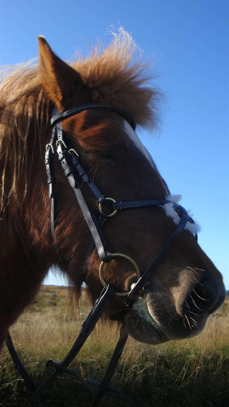Islænder Mánadis - Mána´s kønne ansigt, med hendes nye trense ;D billede 12