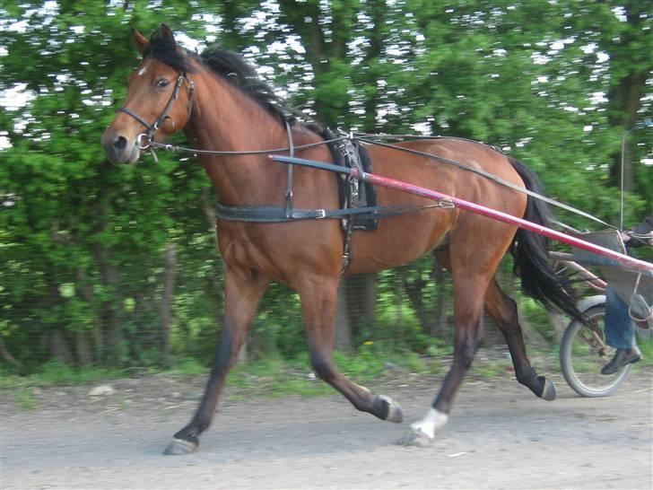 Traver Nitro Crown  billede 16