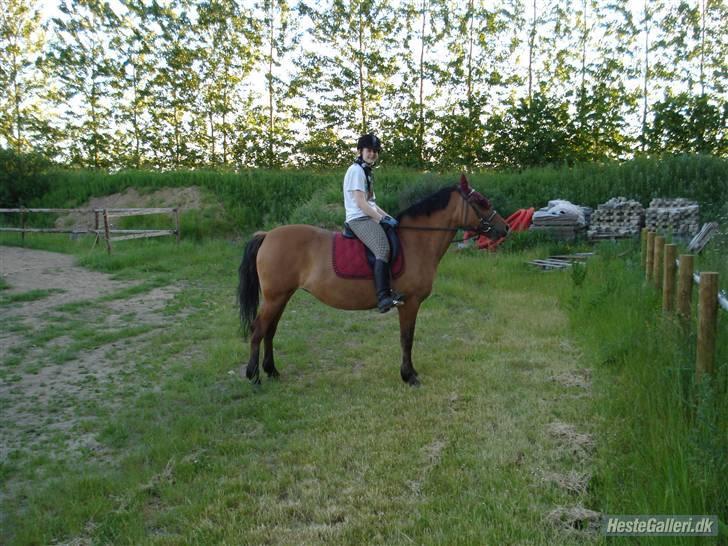 Anden særlig race Prunz (Elev Pony, Solgt) billede 1