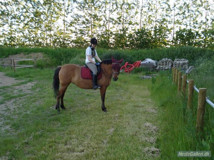 Anden særlig race Prunz (Elev Pony, Solgt) billede 2