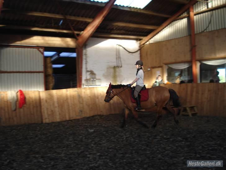 Anden særlig race Prunz (Elev Pony, Solgt) billede 3