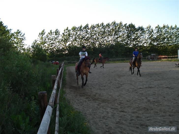 Anden særlig race Prunz (Elev Pony, Solgt) billede 4