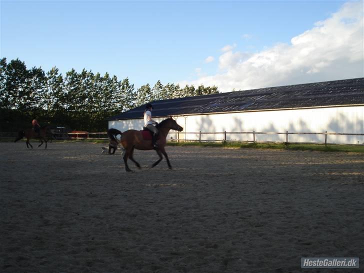 Anden særlig race Prunz (Elev Pony, Solgt) billede 5